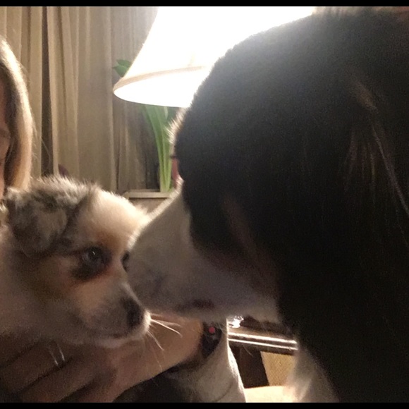 Dark brown bear wearing green cordoroy overalls. - Picture 4 of 4